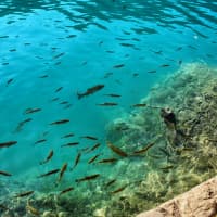 La pesca en Canarias: la próxima víctima del cambio climático