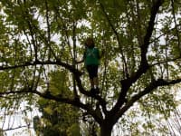 scout en un árbol